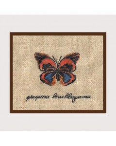 Prepona Buckleyana butterfly miniature