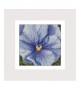 Pansy