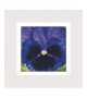 Pansy