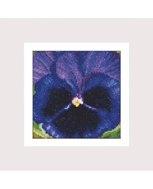 Pansy