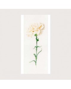 Carnation white