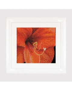 amaryllis