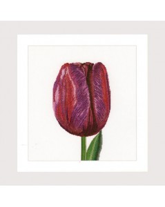 Purple Triumph tulip