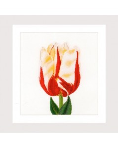Flamed Single late tulip