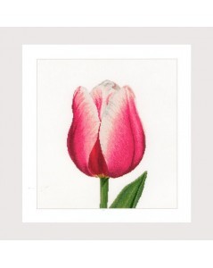 Red/white Triumph tulip