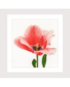 Pink darwin hybrid tulip
