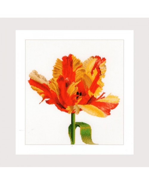 Red/yellow Parrot tulip