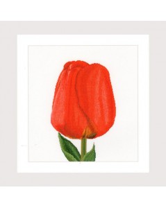 Red darwin hybrid tulip