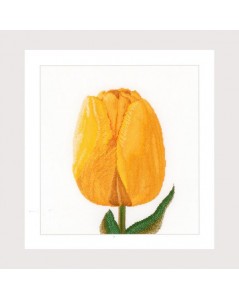 Yellow Darwin hybrid tulip