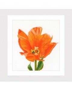 Orange Triumph tulip