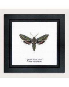 Counted cross stitch embroidery kit. Spurge Hawk moth. Thea Gouverneur. Item n° 565A