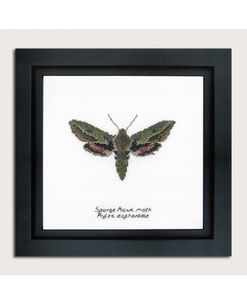 Counted cross stitch embroidery kit. Spurge Hawk moth. Thea Gouverneur. Item n° 565A