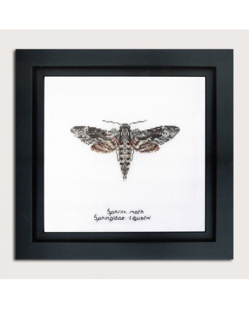 Counted cross stitch embroidery kit. Sphinx moth. Thea Gouverneur. Item n° 564A