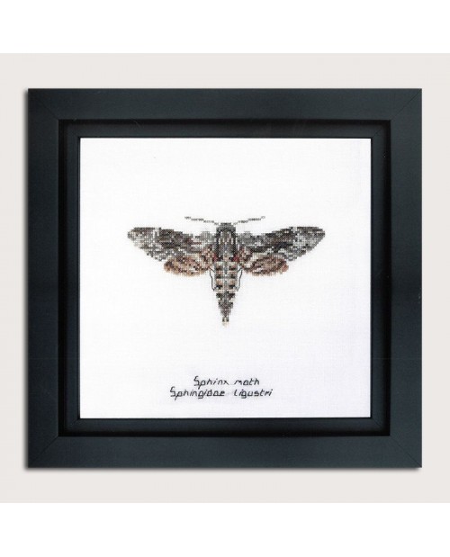 Kit broderie point de croix, point compté. Sphinx moth. Thea Gouverneur. Référence 564A