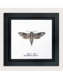 Counted cross stitch embroidery kit. Sphinx moth. Thea Gouverneur. Item n° 564A