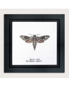 Kit broderie point de croix, point compté. Sphinx moth. Thea Gouverneur. Référence 564A